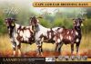 LOT 201-231 : IVG's