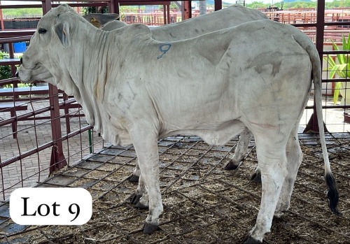 2 X Grey Brahman Heifer Magdalene Gabaarane (Per animal to take the lot)