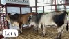 2 X Simbra Heifer Chris Rootman (Per animal to take the lot)