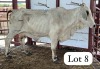 1+1 X Grey Brahman Cow & Calf Magdalene Gabaarane
