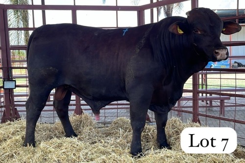 1 X Sanata Gertrudis Bull Danie Smit