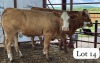 2 X Simmental Cross Heifer Chris Rootman (Per animal to take the lot)