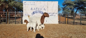 1 X BOERBOK OOI/EWE BOOYSEN BDY - STOET