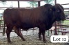 1 X Bonsmara Bull Boingotlo Toteng