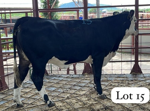 1 X Simbra Heifer Chris Rootman