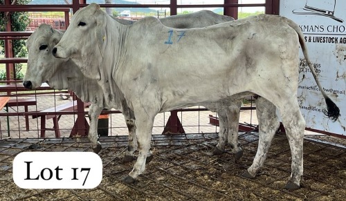2 X Grey Brahman Heifer Magdalene Gabaarane (Per animal to take the lot)