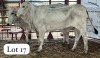 2 X Grey Brahman Heifer Magdalene Gabaarane (Per animal to take the lot)