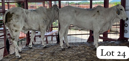 2 X Grey Brahman Heifer Magdalene Gabaarane (Per animal to take the lot)