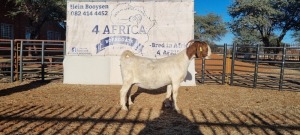 1 X BOERBOK OOI/EWE BOOYSEN BDY - STOET