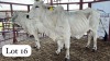 2 X Grey Brahman Cow Magdalene Gabaarane (Per animal to take the lot)