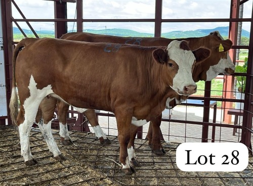 2 X Simmental Heifer Chris Rootman (Per animal to take the lot)