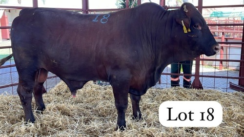 1 X Sanata Gertrudis Bull Danie Smit