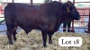 1 X Sanata Gertrudis Bull Danie Smit