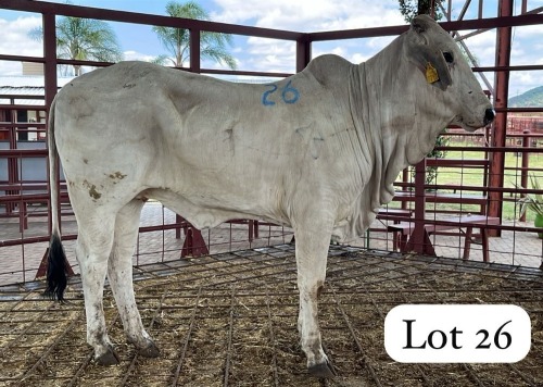 2 X Grey Brahman Heifer Magdalene Gabaarane (Per animal to take the lot)