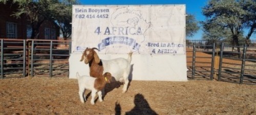 1 X BOERBOK OOI/EWE BOOYSEN BDY - KUDDE SPEEN