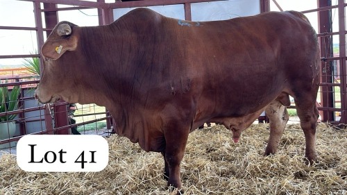 1 X Beefmaster Bull Danie Smit