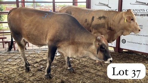 2 X Simbra Heifer Chris Rootman (Per animal to take the lot)