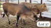 2 X Simbra Heifer Chris Rootman (Per animal to take the lot)