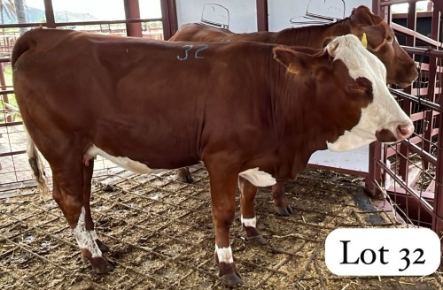2 X Simmental Heifer Chris Rootman (Per animal to take the lot)