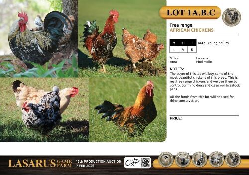 5X Free Range African Chickens Lasarus Game Farm (Pay per Animal)