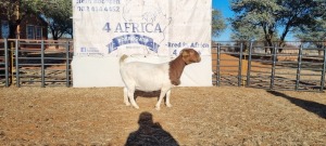 1 X BOERBOK OOI/EWE BOOYSEN BDY - KUDDE KLEUR