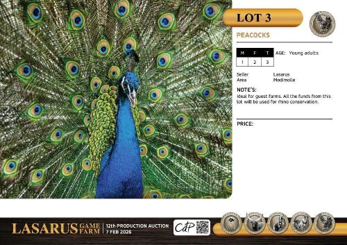 3X Peacocks Lasarus Game Farm (Pay per Animal)