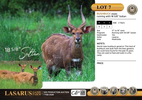 F:2 T:2 X Bushbuck ewes running with 18 5/8" Sultan. Lasarus Game Farm (Pay per Animal)