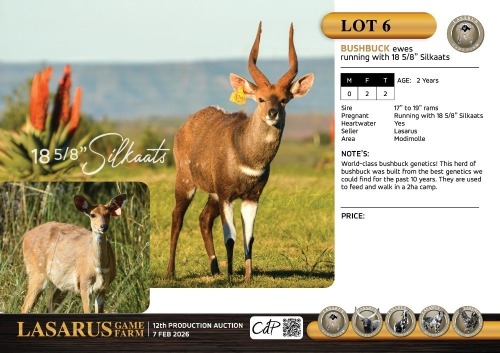 F:2 T:2 X Bushbuck ewes running with 18 5/8" Silkaats. Lasarus Game Farm (Pay per Animal)