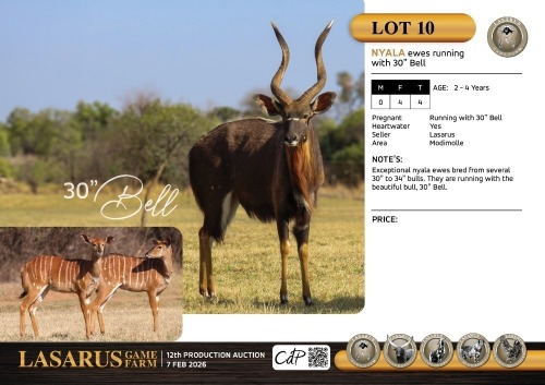 F:4 T:4 X Nyala ewes running with 30" Bell. Lasarus Game Farm (Pay per Animal)