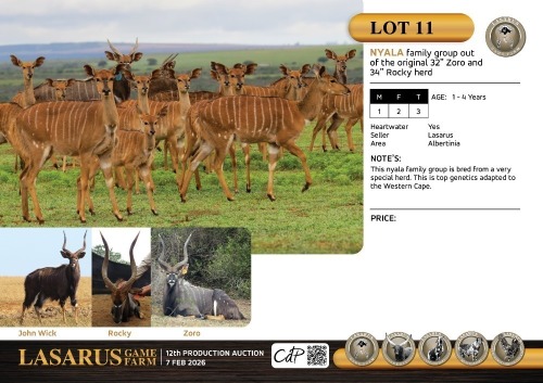 M:1 F:2 T:3 X Nyala family group out of the original 32" Zoro and 34" Rocky herd. Lasarus Game Farm (Pay per Animal)