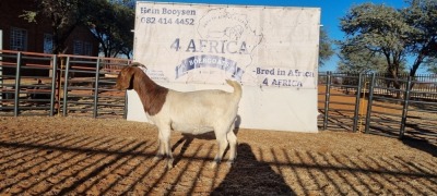 1 X BOERBOK OOI/EWE BOOYSEN BDY - STOET