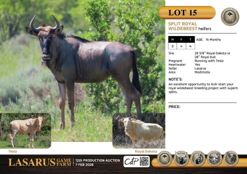 F:4 T:4 X Split Royal wildebeest heifers. Lasarus Game Farm (Pay per Animal)