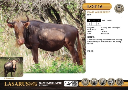F:1 T:1 X Kings wildebeest cow. Lasarus Game Farm