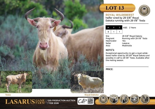F:1 T:1 X Royal wildebeest heifer sired by 29 5/8" Royal Dakota running with 29 1/8" Tesla. Lasarus Game Farm