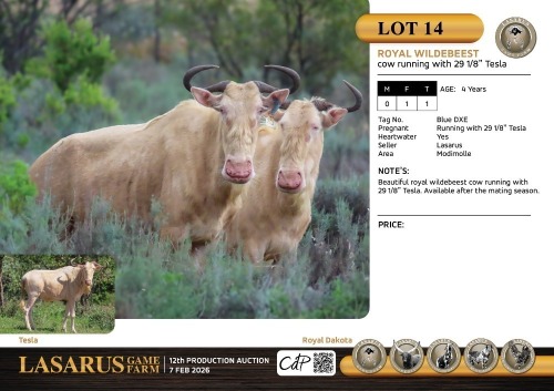 F:1 T:1 X Royal wildebeest cow running with 29 1/8" Tesla. Lasarus Game Farm