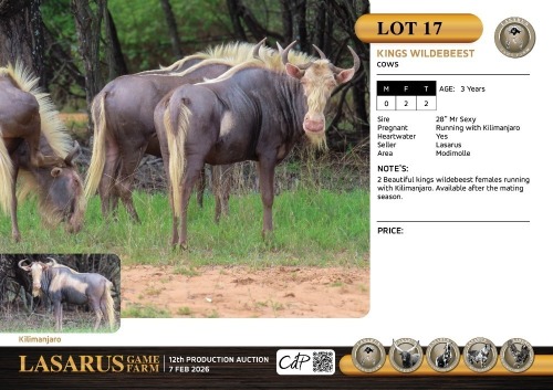 F:2 T:2 X Kings wildebeest cows. Lasarus Game Farm (Pay per Animal)
