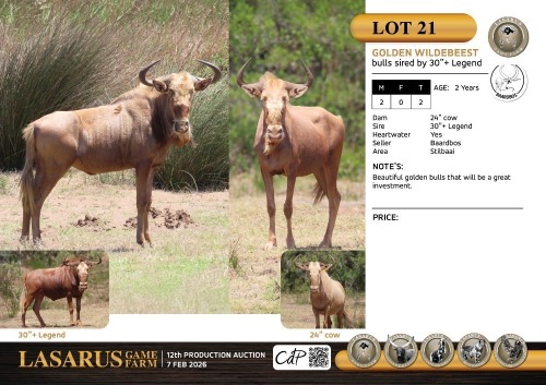 M:2 T:2 X Golden wildebeest bulls sired by 30"+ Legend. Baardbos (Pay per Animal)