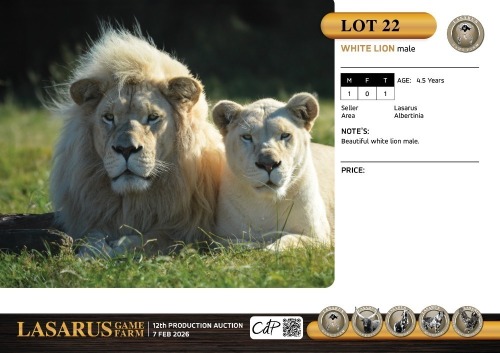 M:1 T:1 X White lion male. Lasarus Game Farm