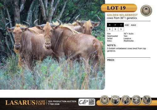F:5 T:5 X Golden wildebeest cows from 30"+ genetics. Lasarus Game Farm (Pay per Animal)