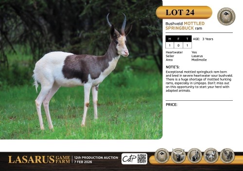 M:1 T:1 X Bushveld mottled springbuck ram. Lasarus Game Farm