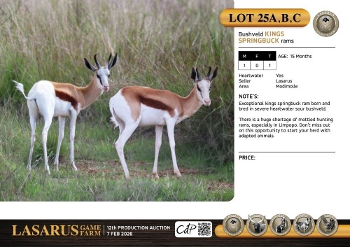 M:1 T:1 X Bushveld kings springbuck rams. Lasarus Game Farm
