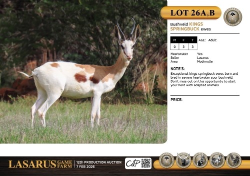 F:3 T:3 X Bushveld kings springbuck ewes. Lasarus Game Farm (Pay per Animal)
