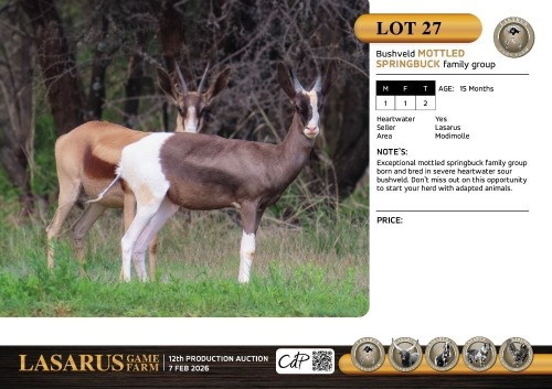 M:1 F:1 T:2 X Bushveld mottled springbuck family group. Lasarus Game Farm (Pay per Animal)