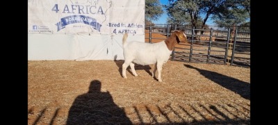 1 X BOERBOK OOI/EWE BOOYSEN BDY - KUDDE SPEEN