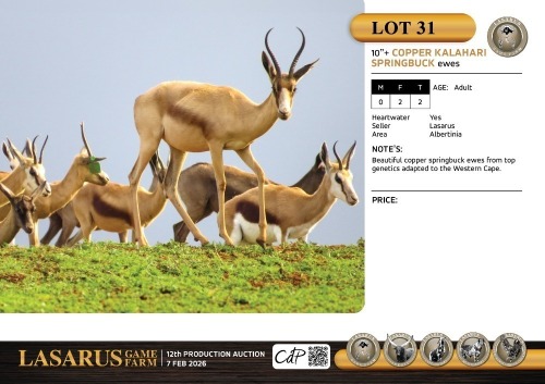 F:2 T:2 X 10"+ Copper Kalahari springbuck ewes. Lasarus Game Farm (Pay per Animal)
