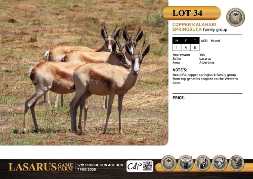 M:1 F:4 T:5 X Copper Kalahari springbuck family group. Lasarus Game Farm (Pay per Animal)