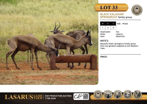 M:1 F:4 T:5 X Black Kalahari springbuck family group. Lasarus Game Farm (Pay per Animal)