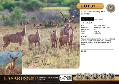 F:4 T:4 X Kudu cows running with 61" Dakar. Lasarus Game Farm (Pay per Animal)