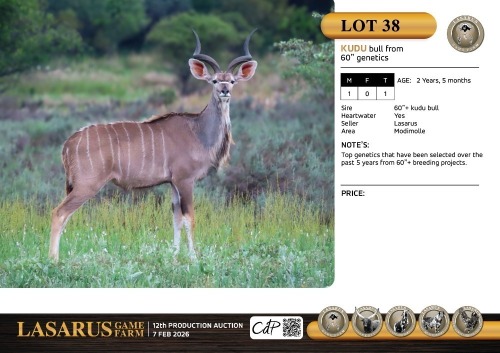 M:1 T:1 X Kudu bull from 60" genetics. Lasarus Game Farm