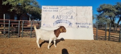 1 X BOERBOK OOI/EWE BOOYSEN BDY - KUDDE SPEEN